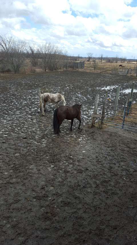 Applehill Stables